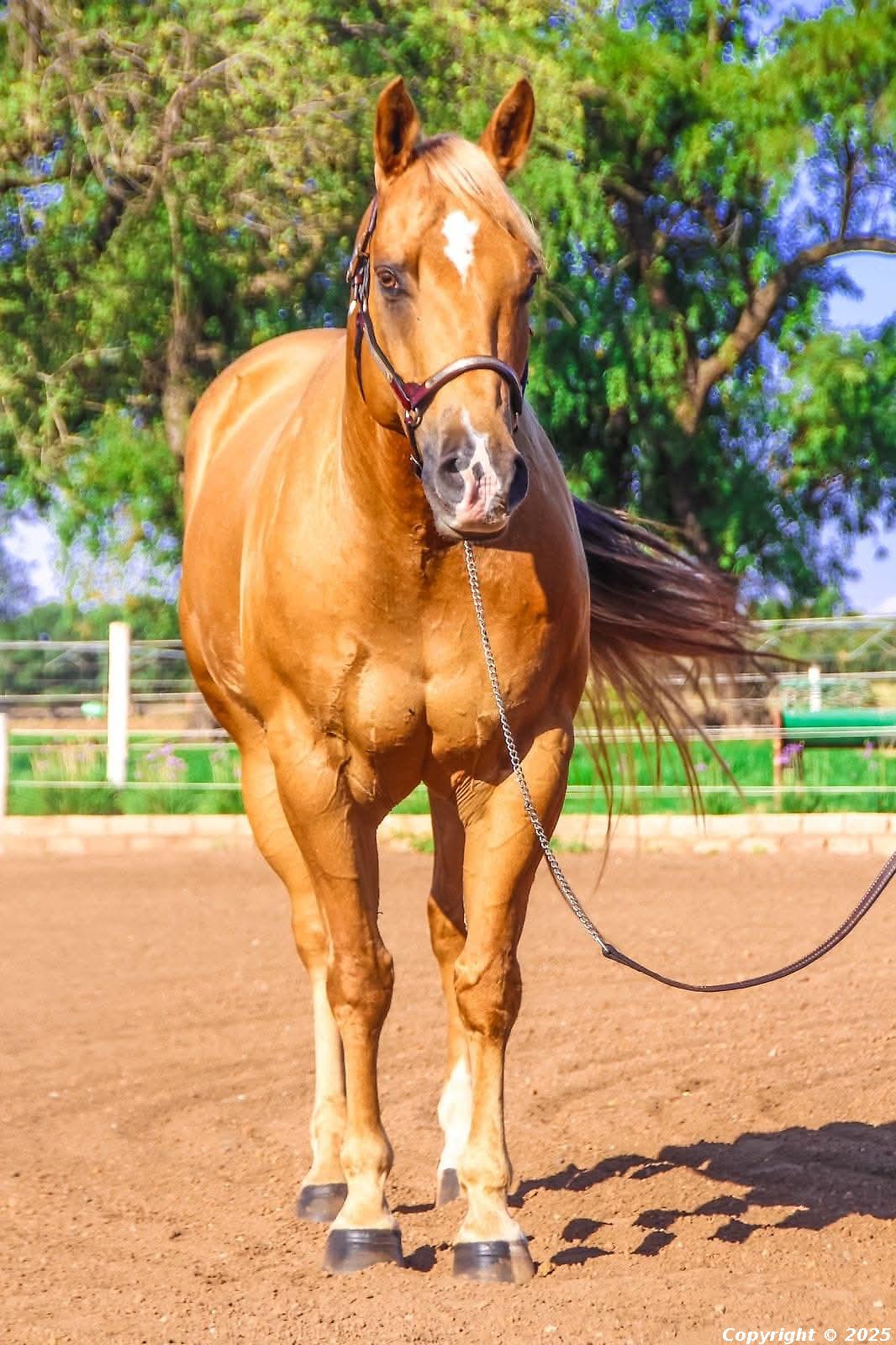 Nimble Tawny